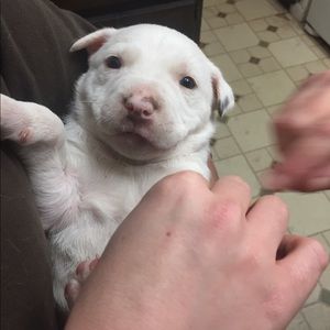 Meet your Posher, Bryce